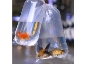 7x18" (175x450mm) 50mu Curved Bottom Seal Aquatic Watertight Polythene Bags 7x18" (175x450mm) 50mu Curved Bottom Seal Aquatic Watertight Polythene Bags