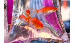 10x25" Clear Watertight Polythene Bags (300G) x 250 10x25" Clear Watertight Polythene Bags (300G) x 250