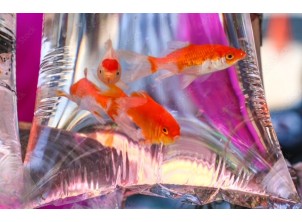 10x25" Clear Watertight Polythene Bags (300G) x 250 10x25" Clear Watertight Polythene Bags (300G) x 250